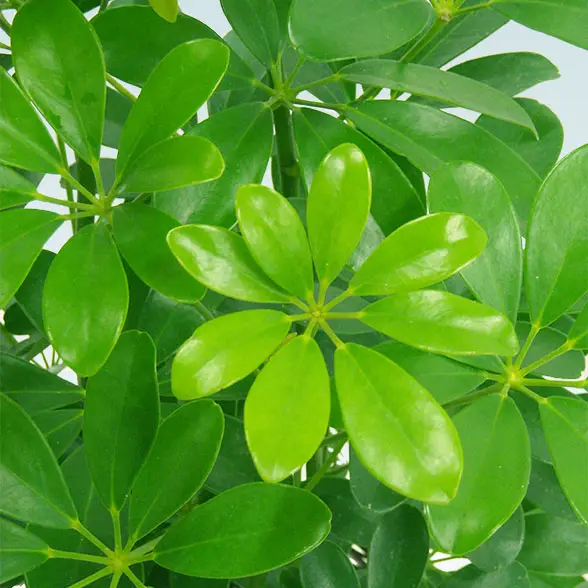 カポック(籐かご付、ダークブラウン色)　Mサイズ１１