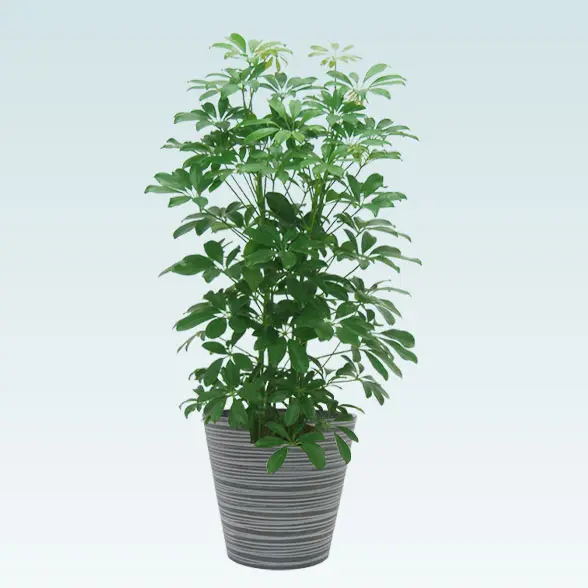 カポック(エコフレンドリーポット付)　Mサイズ