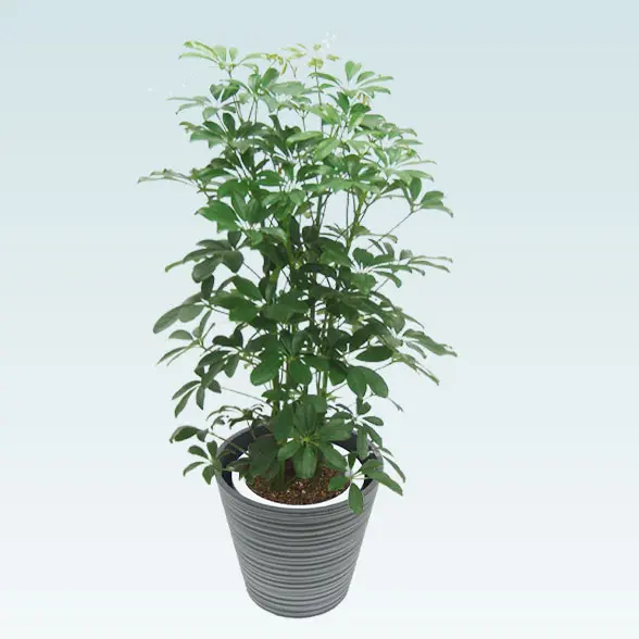 カポック(エコフレンドリーポット付)　Mサイズ　横から