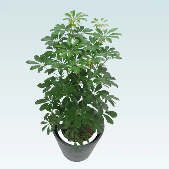 カポック(エコフレンドリーポット付)　Mサイズ　上から