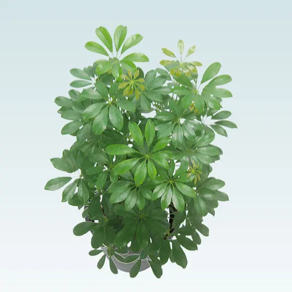 カポック(エコフレンドリーポット付)　Mサイズ　真上から