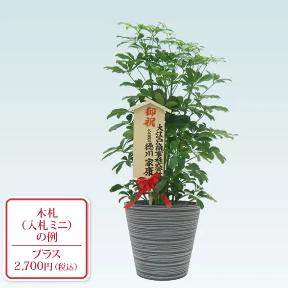 カポック(エコフレンドリーポット付)　Mサイズ　入札ミニ付き