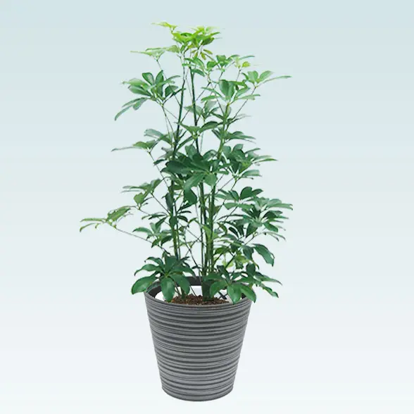 カポック(エコフレンドリーポット付)　Mサイズ　真横から