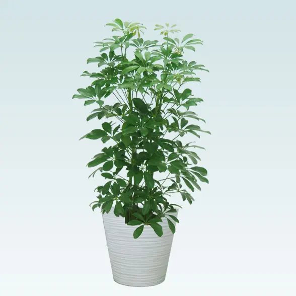 カポック(エコフレンドリーポット付)　Mサイズ ホワイト