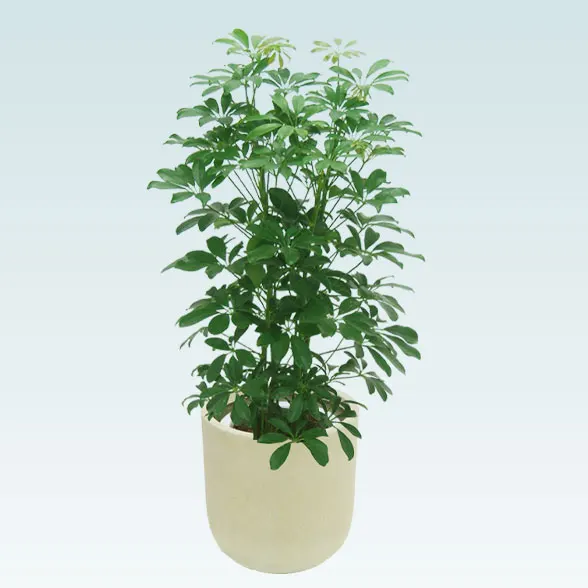 カポック(Uポット型、グラスファイバー製鉢カバー付)　Mサイズ1