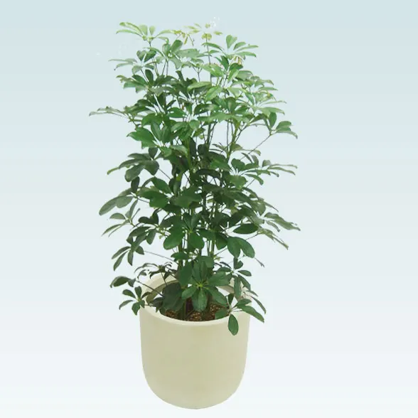 カポック(Uポット型、グラスファイバー製鉢カバー付)　Mサイズ3