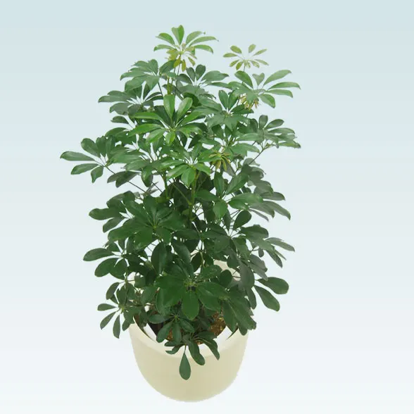 カポック(Uポット型、グラスファイバー製鉢カバー付)　Mサイズ6