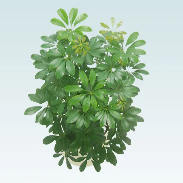 カポック(Uポット型、グラスファイバー製鉢カバー付)　Mサイズ7