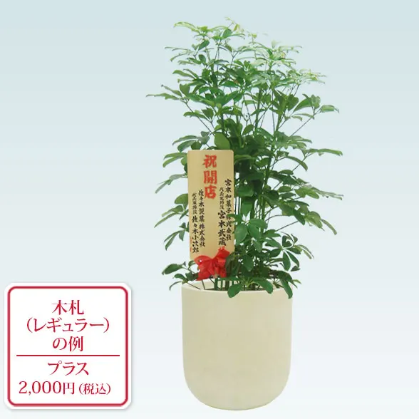 カポック(Uポット型、グラスファイバー製鉢カバー付)　Mサイズ9