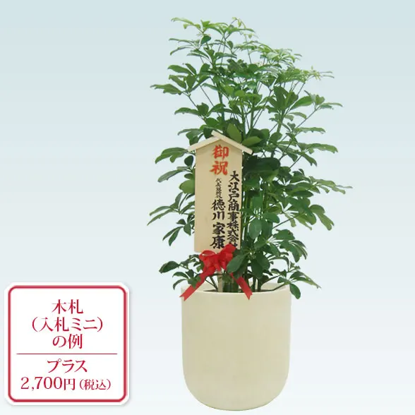 カポック(Uポット型、グラスファイバー製鉢カバー付)　Mサイズ10