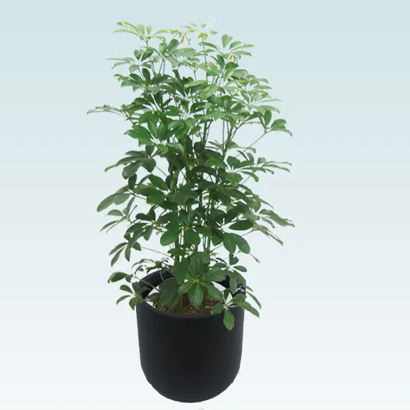 カポック(Uポット型、グラスファイバー製鉢カバー付)　Mサイズ3