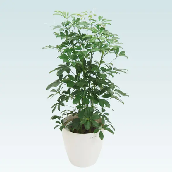 カポック(ラスターポット付)　Mサイズ３