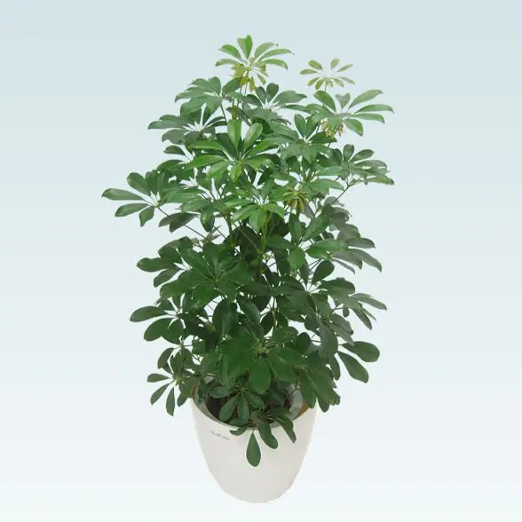 カポック(ラスターポット付)　Mサイズ６