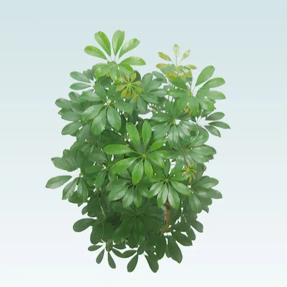 カポック(ラスターポット付)　Mサイズ７