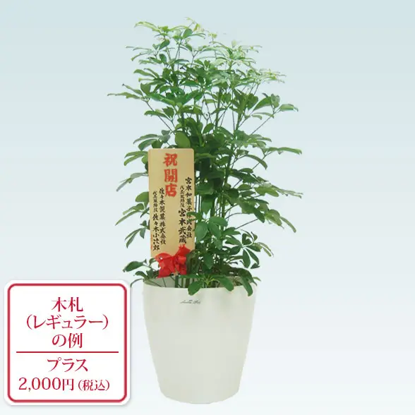 カポック(ラスターポット付)　Mサイズ９