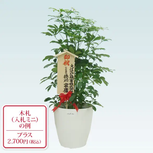 カポック(ラスターポット付)　Mサイズ１０