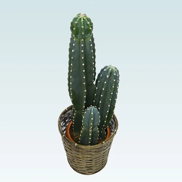 柱サボテン 鬼面角 3本セット1 柱サボテン -鬼面角- | Flower KADOYA