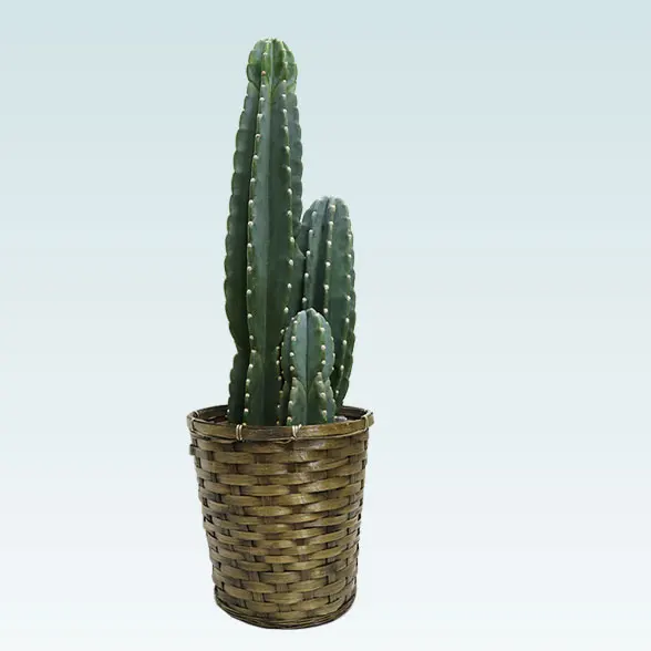 柱サボテン（鬼面角）(籐かご付、ダークブラウン色)　Mサイズ　６