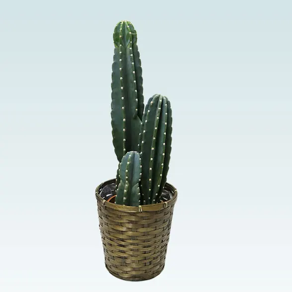 柱サボテン　鬼面角　大型サボテン大株 柱サボテン 鬼面角