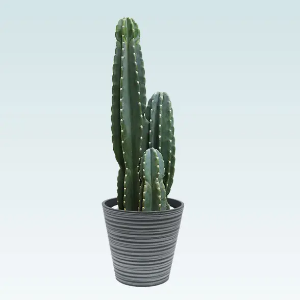 柱サボテン（鬼面角）(エコフレンドリーポット付)　Mサイズ　左から