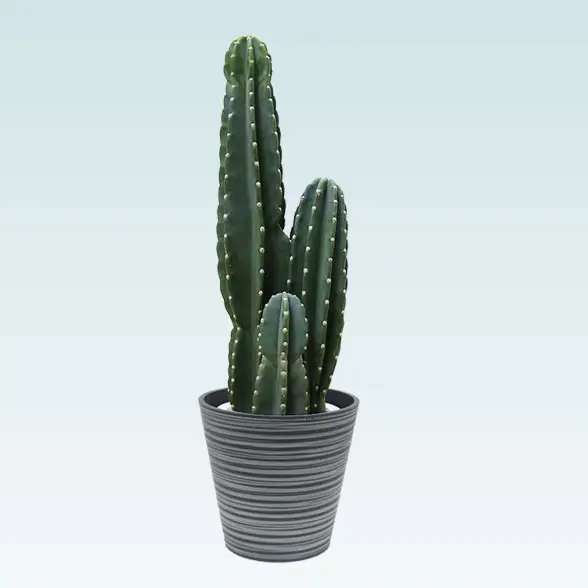 柱サボテン（鬼面角）(エコフレンドリーポット付)　Mサイズ　正面やや横