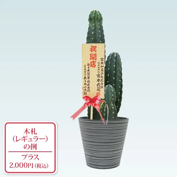 柱サボテン（鬼面角）(エコフレンドリーポット付)　Mサイズ　レギュラー札付き