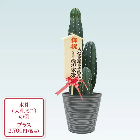 柱サボテン（鬼面角）(エコフレンドリーポット付)　Mサイズ　入札付き