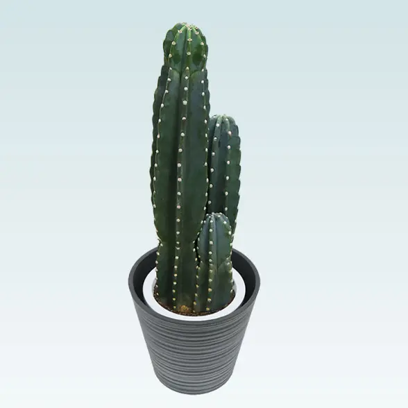 柱サボテン（鬼面角）(エコフレンドリーポット付)　Mサイズ　右から