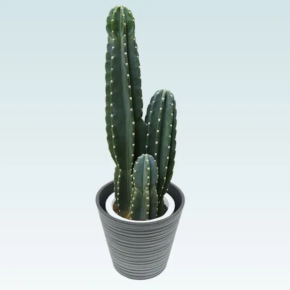 柱サボテン（鬼面角）(エコフレンドリーポット付)　Mサイズ　右上から