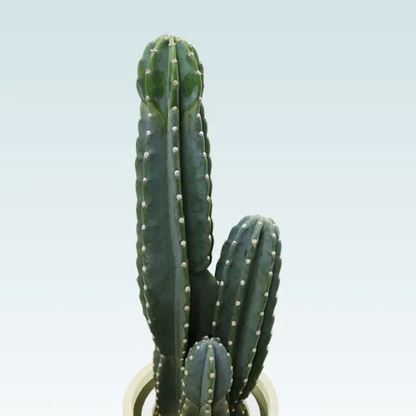 柱サボテン（鬼面角）(Uポット型、グラスファイバー製鉢カバー付)　Mサイズ2