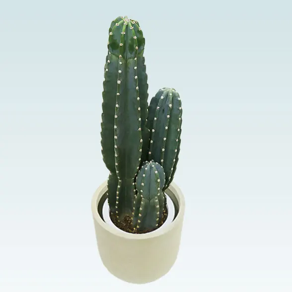 柱サボテン（鬼面角）(Uポット型、グラスファイバー製鉢カバー付)　Mサイズ3