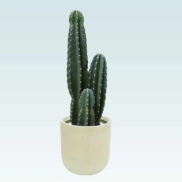 柱サボテン（鬼面角）(Uポット型、グラスファイバー製鉢カバー付)　Mサイズ7