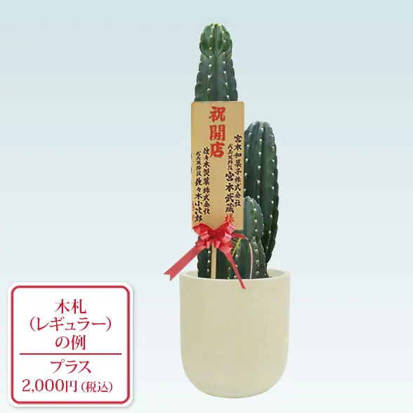 柱サボテン（鬼面角）(Uポット型、グラスファイバー製鉢カバー付)　Mサイズ9