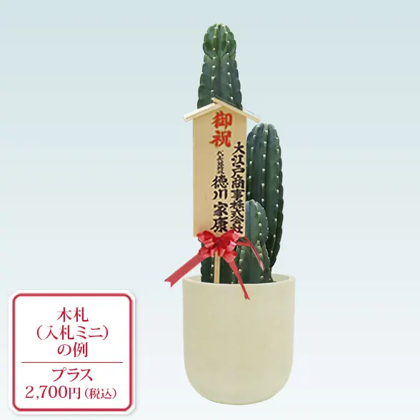 柱サボテン（鬼面角）（Uポット型、グラスファイバー製鉢カバー付）M