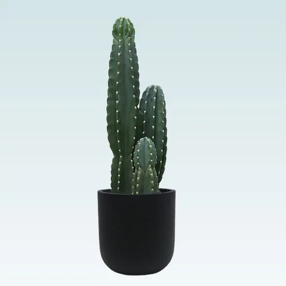 柱サボテン（鬼面角）（Uポット型、グラスファイバー製鉢カバー付）M