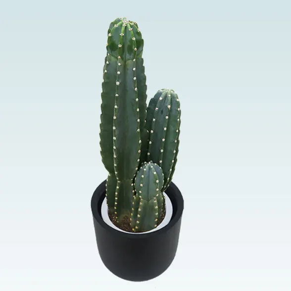 柱サボテン（鬼面角）（Uポット型、グラスファイバー製鉢カバー付）M