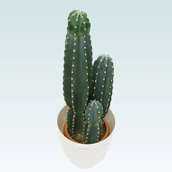 柱サボテン（鬼面角）（ラスターポット付）Mサイズ/観葉植物の販売