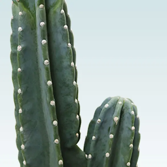 柱サボテン（鬼面角）(ラスターポット付)　Mサイズ５