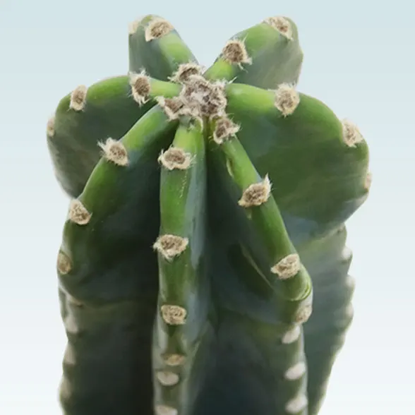 柱サボテン（鬼面角）(ラスターポット付)　Mサイズ８