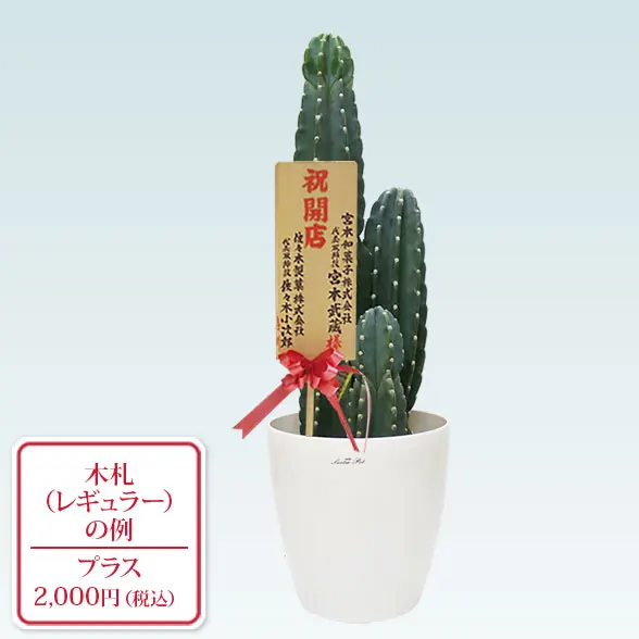 柱サボテン（鬼面角）（ラスターポット付）Mサイズ/観葉植物の販売