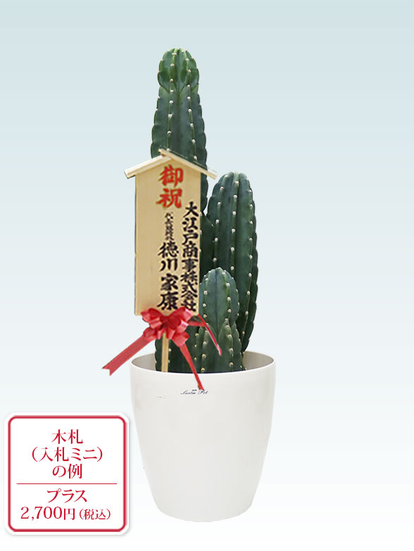 柱サボテン（鬼面角）（ラスターポット付）Mサイズ/観葉植物の販売 