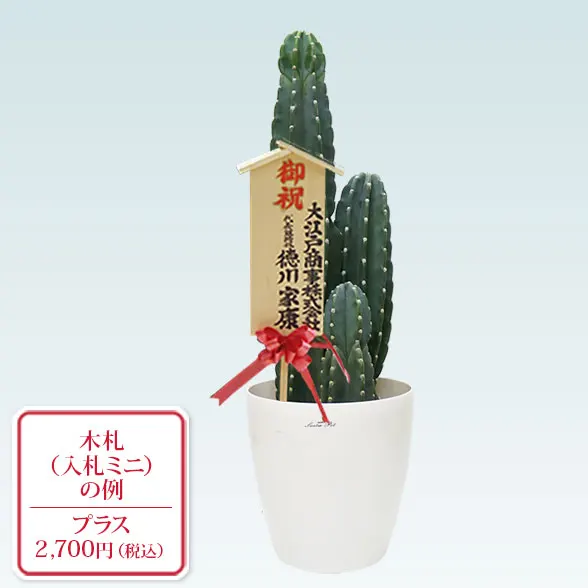 柱サボテン（鬼面角）(ラスターポット付)　Mサイズ１０