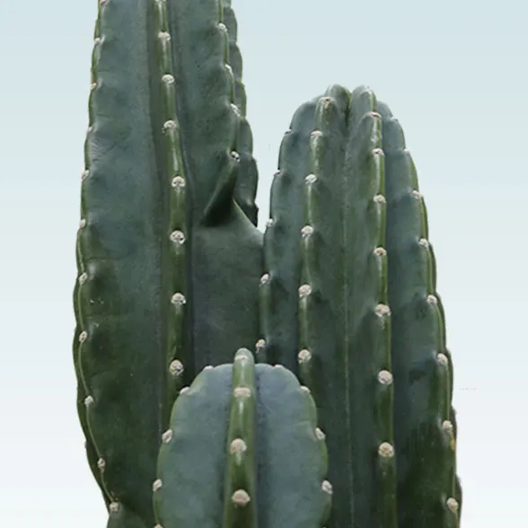 柱サボテン（鬼面角）(ラスターポット付)　Mサイズ１７