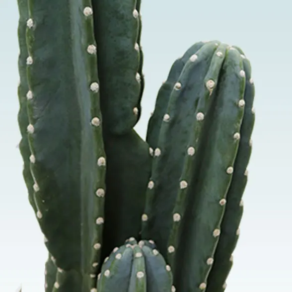 柱サボテン（鬼面角）(ラスターポット付)　Mサイズ２５