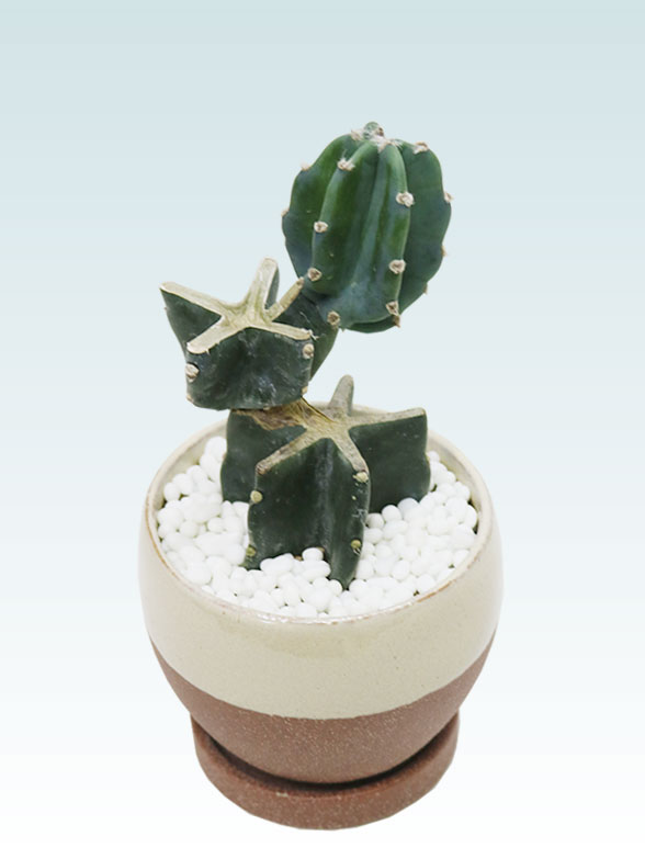 鬼面角 ブランチ(陶器鉢植込み、4号ラウンド茶色) スタイリッシュ
