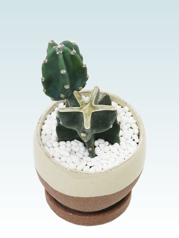 鬼面角 ブランチ(陶器鉢植込み、4号ラウンド茶色) スタイリッシュ