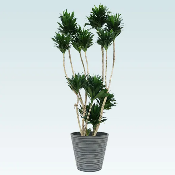 ドラセナコンパクター(エコフレンドリーポット付)　Lサイズ１