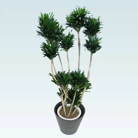 ドラセナコンパクター(エコフレンドリーポット付)　Lサイズ４