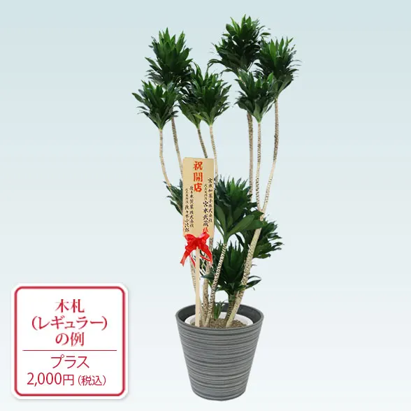 ドラセナコンパクター(エコフレンドリーポット付)　Lサイズ９