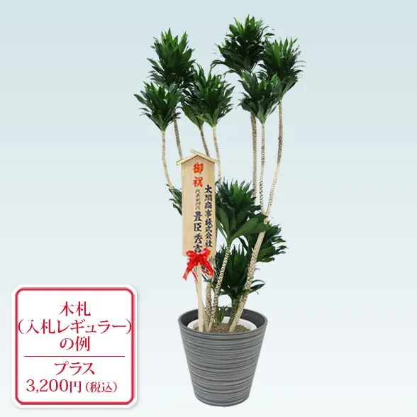 ドラセナコンパクター(エコフレンドリーポット付)　Lサイズ１０